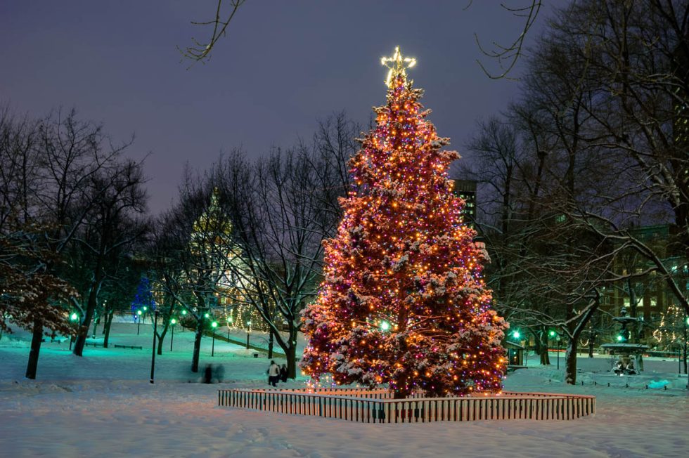 Boston Common Christmas Tree